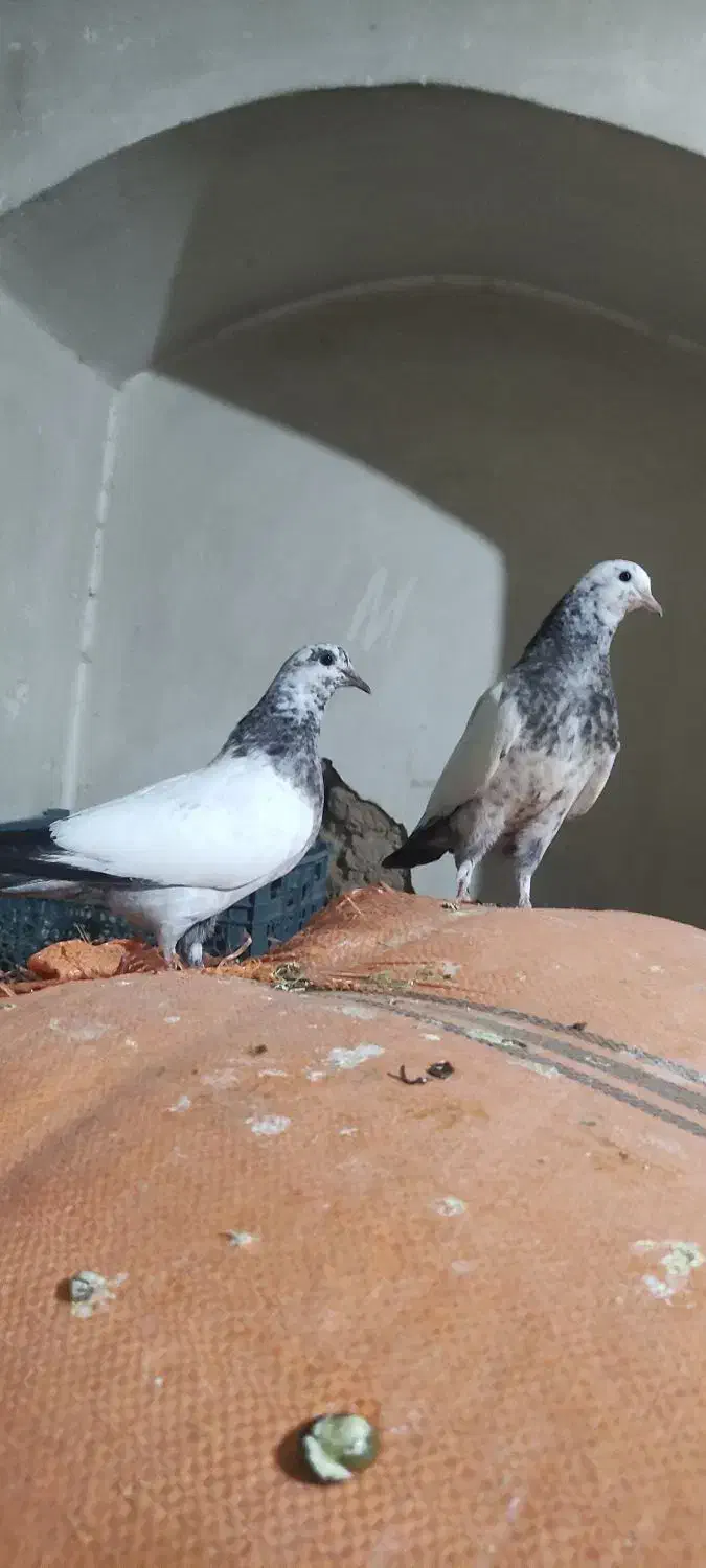 کبوتر کله دم سبز|پرنده|اصفهان, ملک‌شهر|دیوار