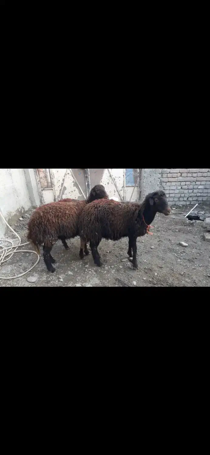 بره ماده افشاری|حیوانات مزرعه|بروجرد, |دیوار