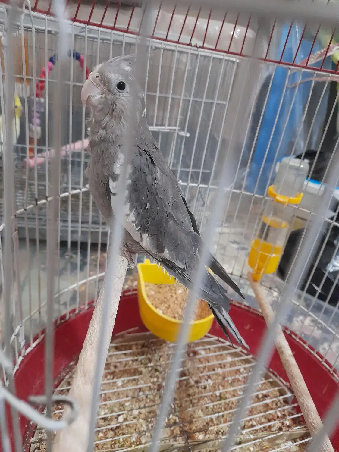 جوجه عروس|پرنده|آران و بیدگل, |دیوار