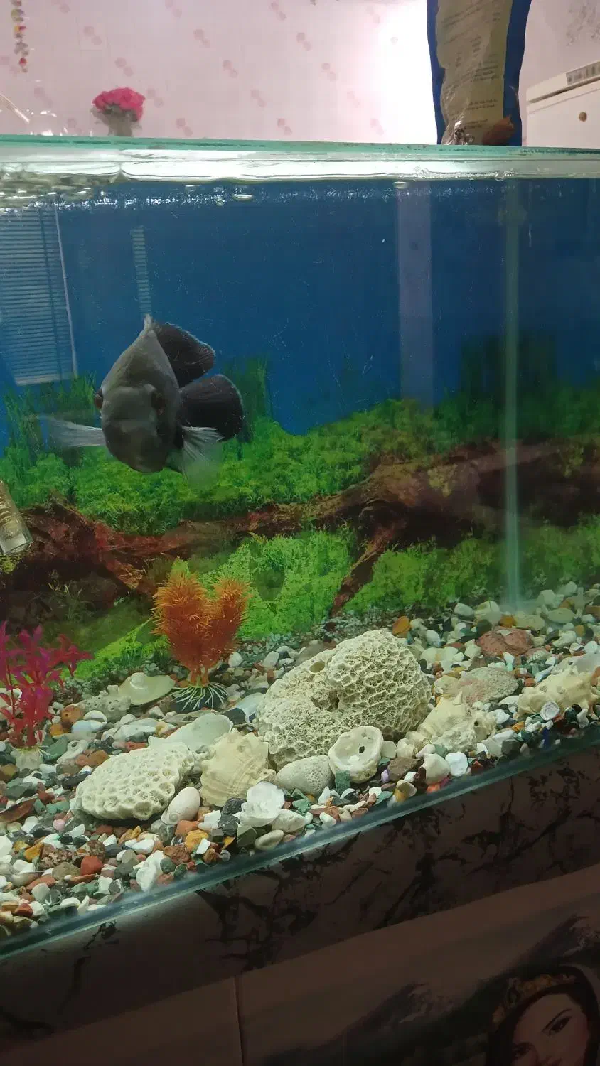 اکواریوم|ماهی|مرودشت, شهرک مهدیه|دیوار