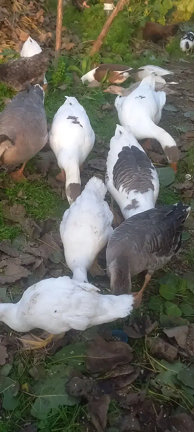 فروش غاز|حیوانات مزرعه|چاف و چمخاله, |دیوار