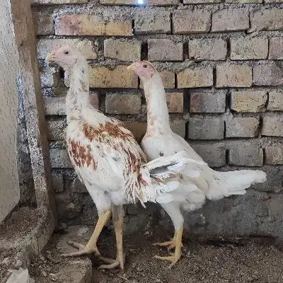 مرغ خروس لاری|حیوانات مزرعه|یزد, |دیوار