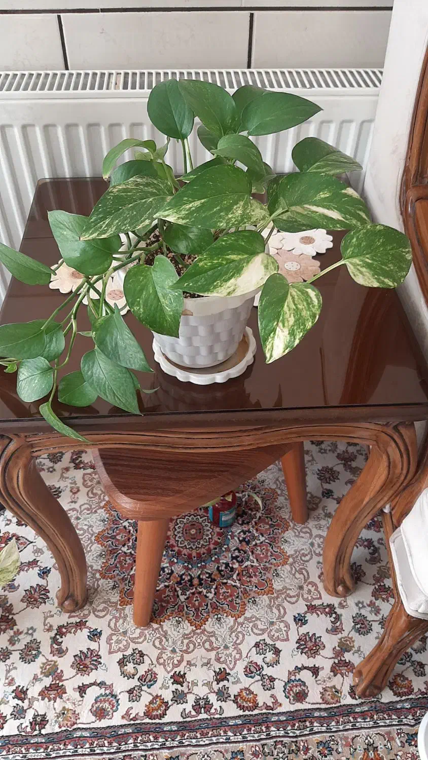 حراج گل پتوس و سانسوریا|گل و گیاه طبیعی|مبارکه, |دیوار