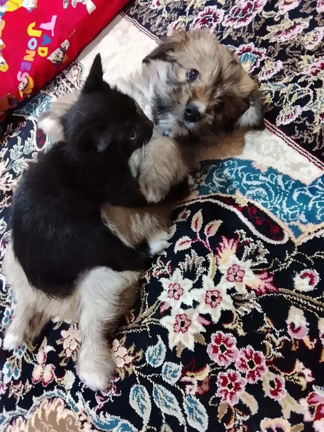 سگ پودل کراس|سگ|پاکدشت, پاکدشت (مامازند)|دیوار