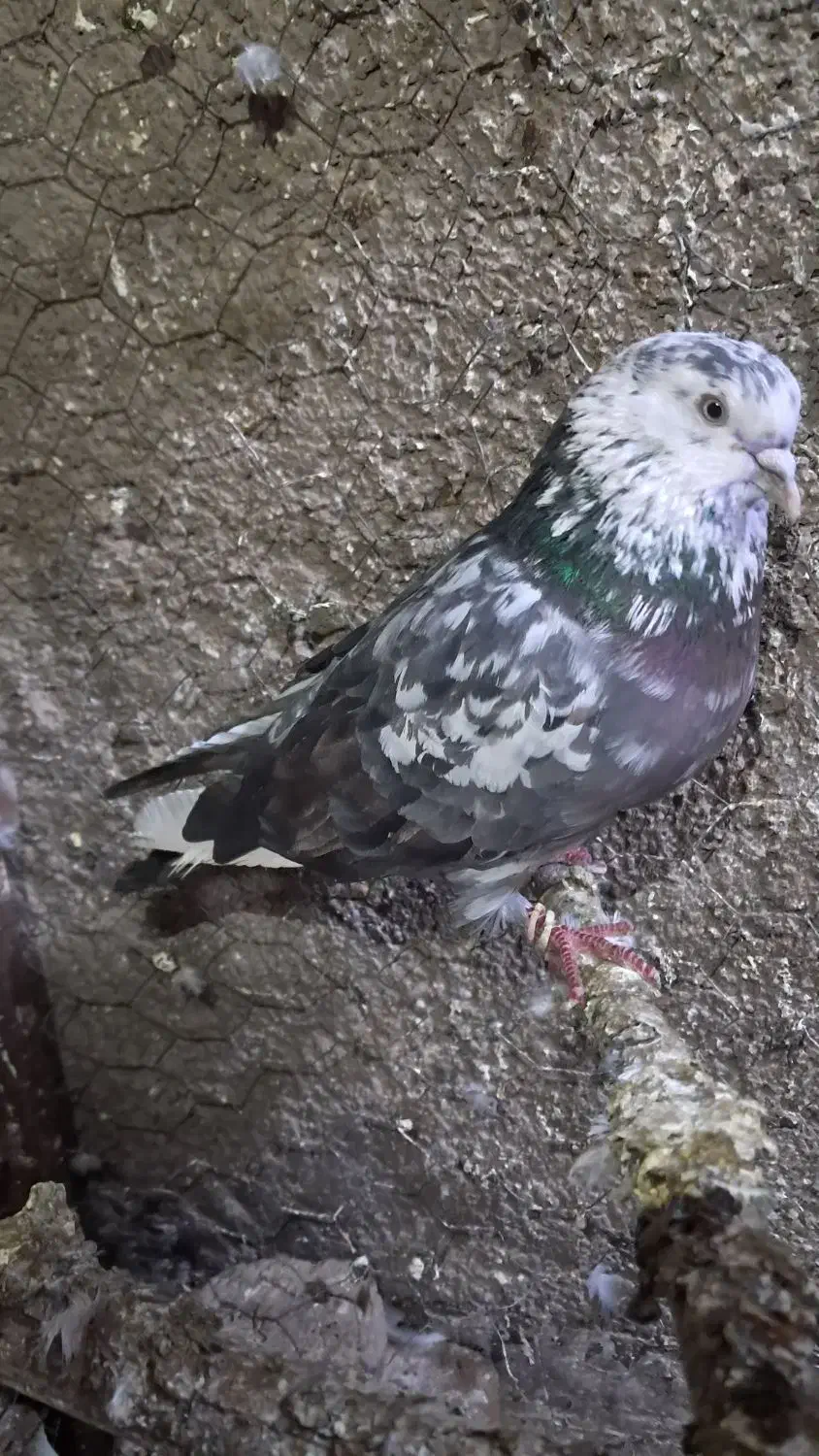 کبوتر با کفتر نر پرشی|پرنده|پاکدشت, پاکدشت (مامازند)|دیوار