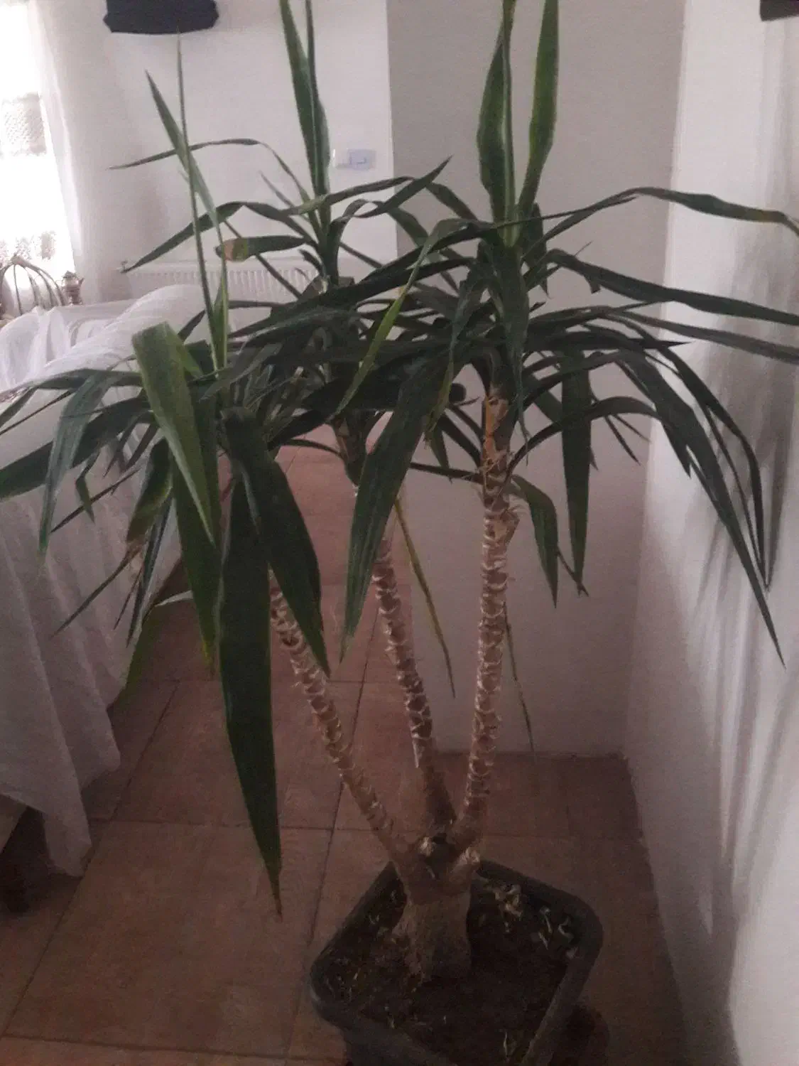 یوکا|گل و گیاه طبیعی|ورامین, خیر آباد|دیوار