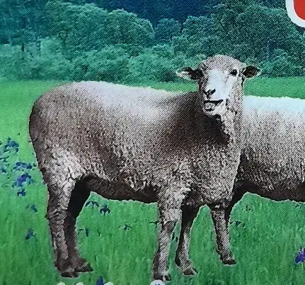 فروش گوسفند زنده|حیوانات مزرعه|رباط‌کریم, رباط‌کریم|دیوار