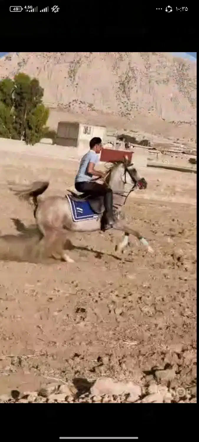 اسب|اسب و تجهیزات اسب‌سواری|یزد, |دیوار