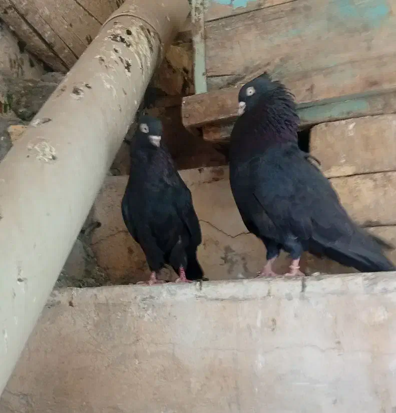 یه جفت کبوتر زاغ|پرنده|سمیرم, |دیوار