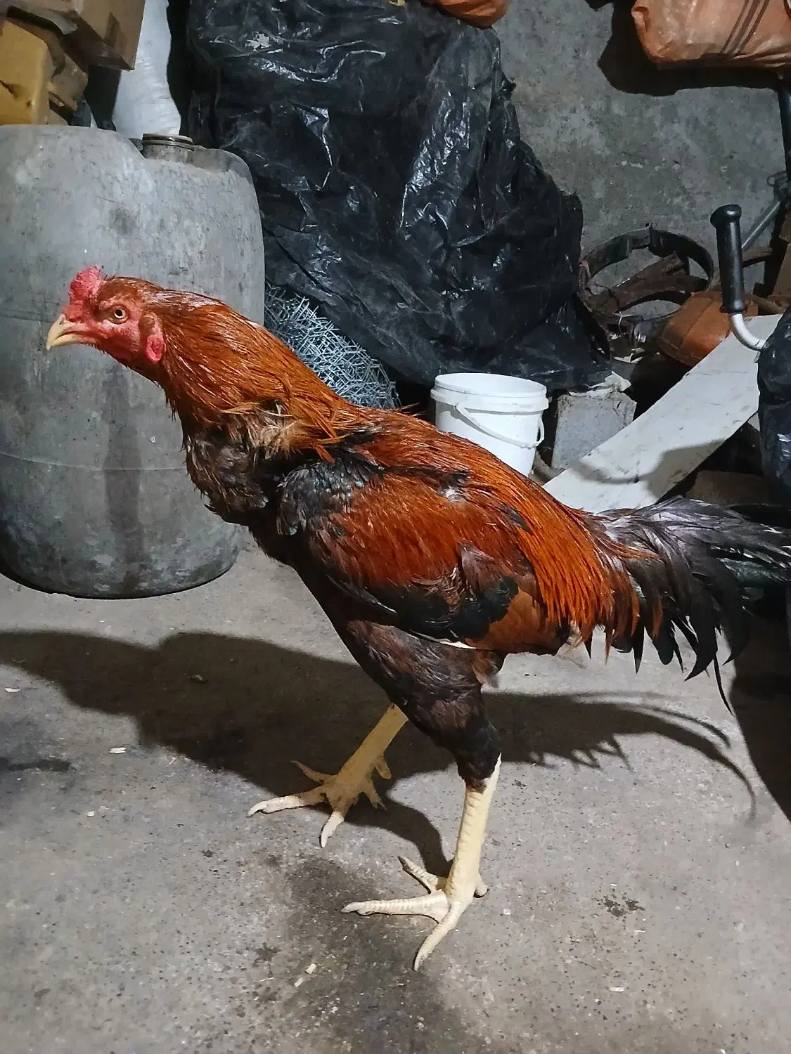 خروس‌لاری|حیوانات مزرعه|شاندرمن, |دیوار