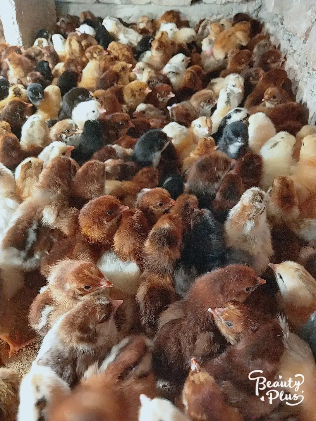 فروش انواع جوجه های یک روزه تا یک ماهه|حیوانات مزرعه|خاش, |دیوار