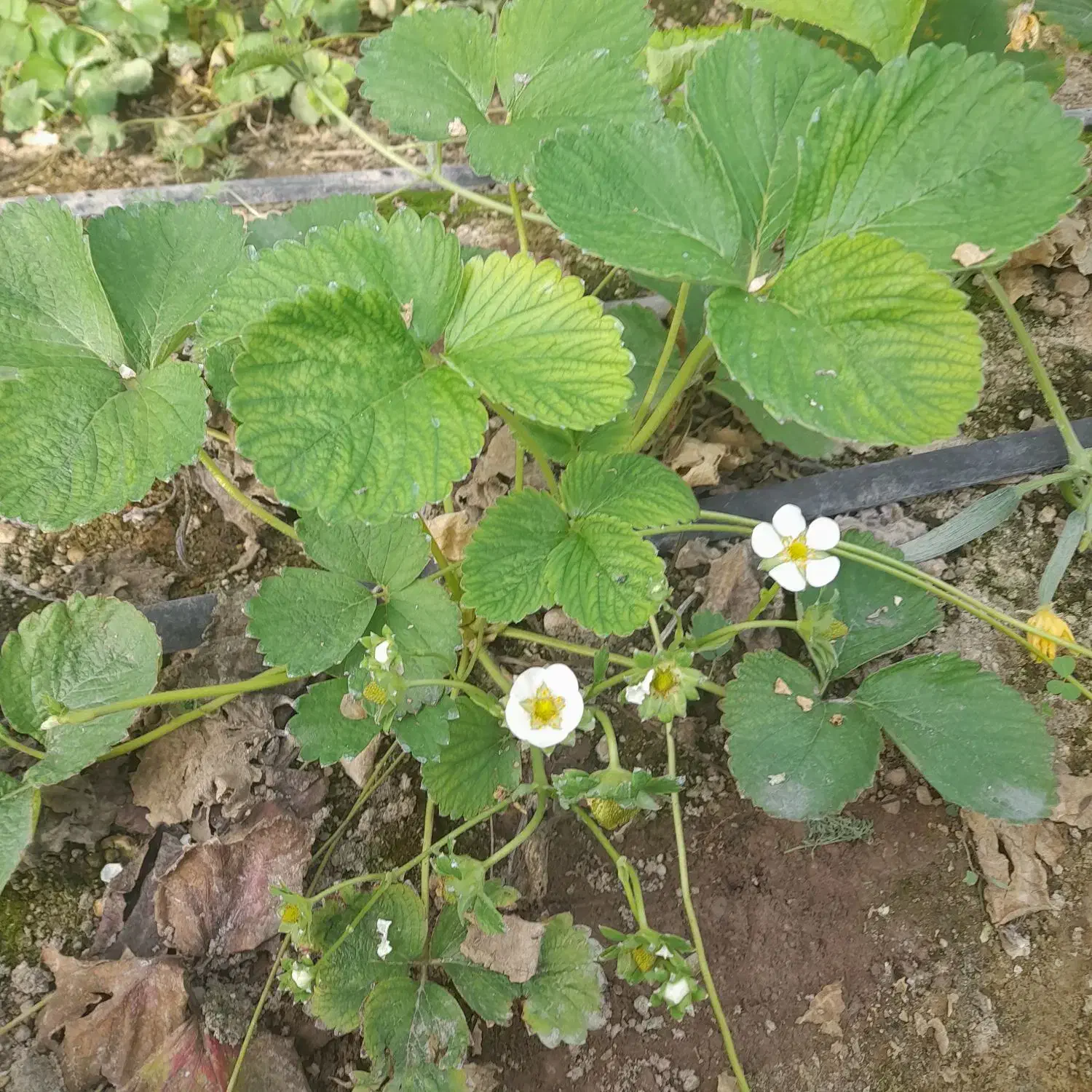 فروش نشای انواع توت فرنگی پاروس چهارفصل کاروسا|خدمات باغبانی و درختکاری|مشگین شهر, |دیوار