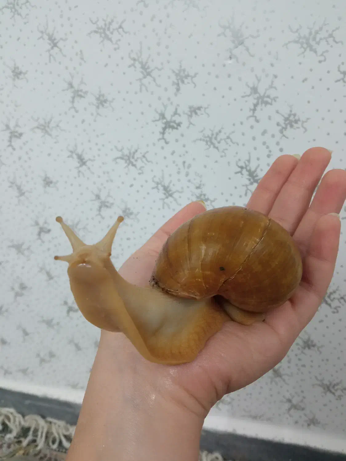 حلزون آچاتینا البینو|خزنده|همدان, |دیوار