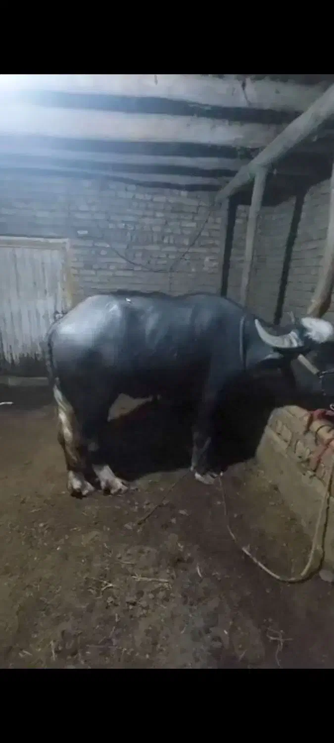 گاومیش نر|حیوانات مزرعه|محمدبار, |دیوار