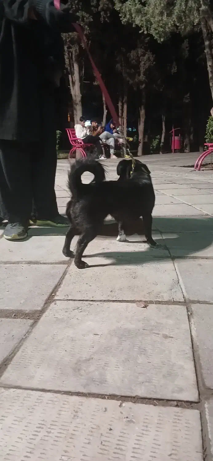 گمشده شمانیست|سگ|قدس, شهر‌قدس|دیوار