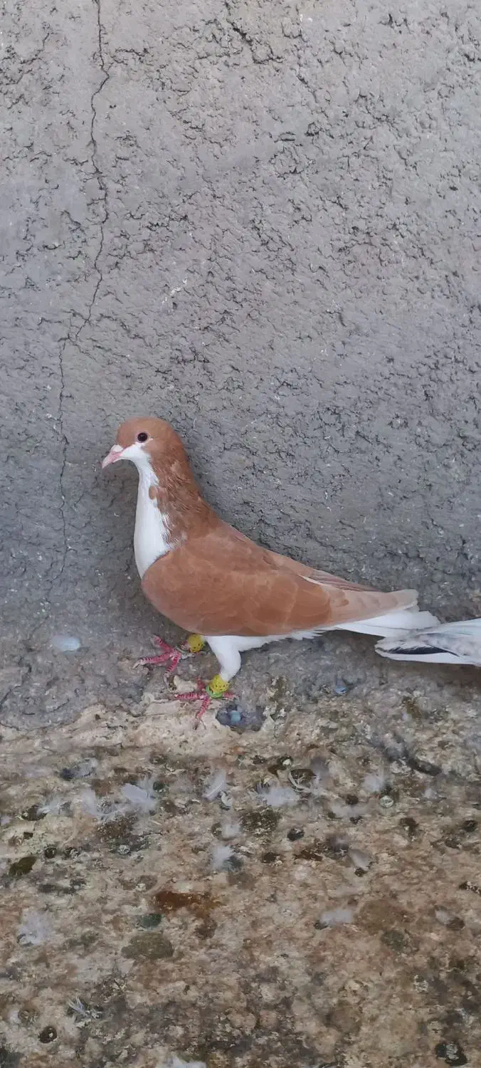 خوشرنگ زرد|پرنده|قزوین, |دیوار