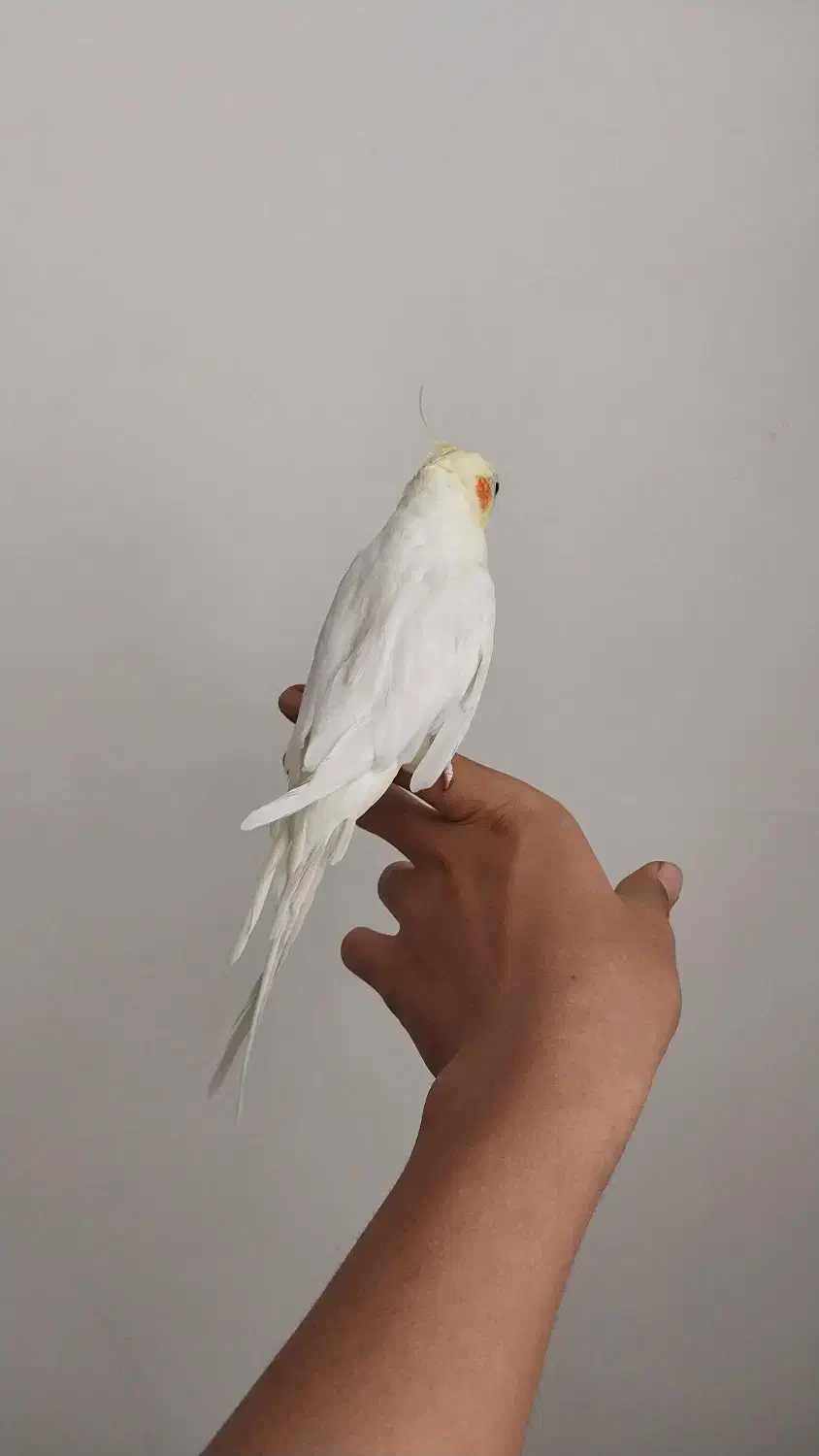 عروس هلندی|پرنده|شازند, |دیوار