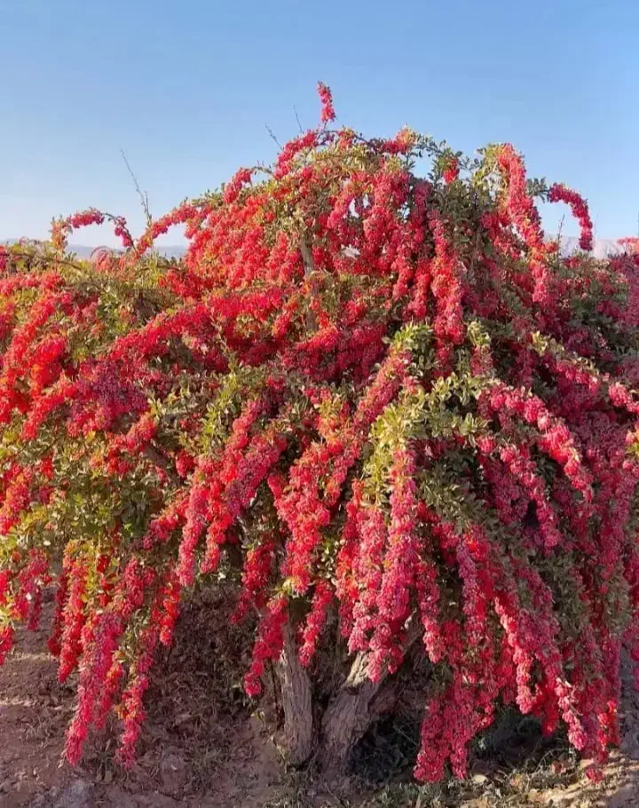 نهالستان|خدمات باغبانی و درختکاری|قروه, |دیوار