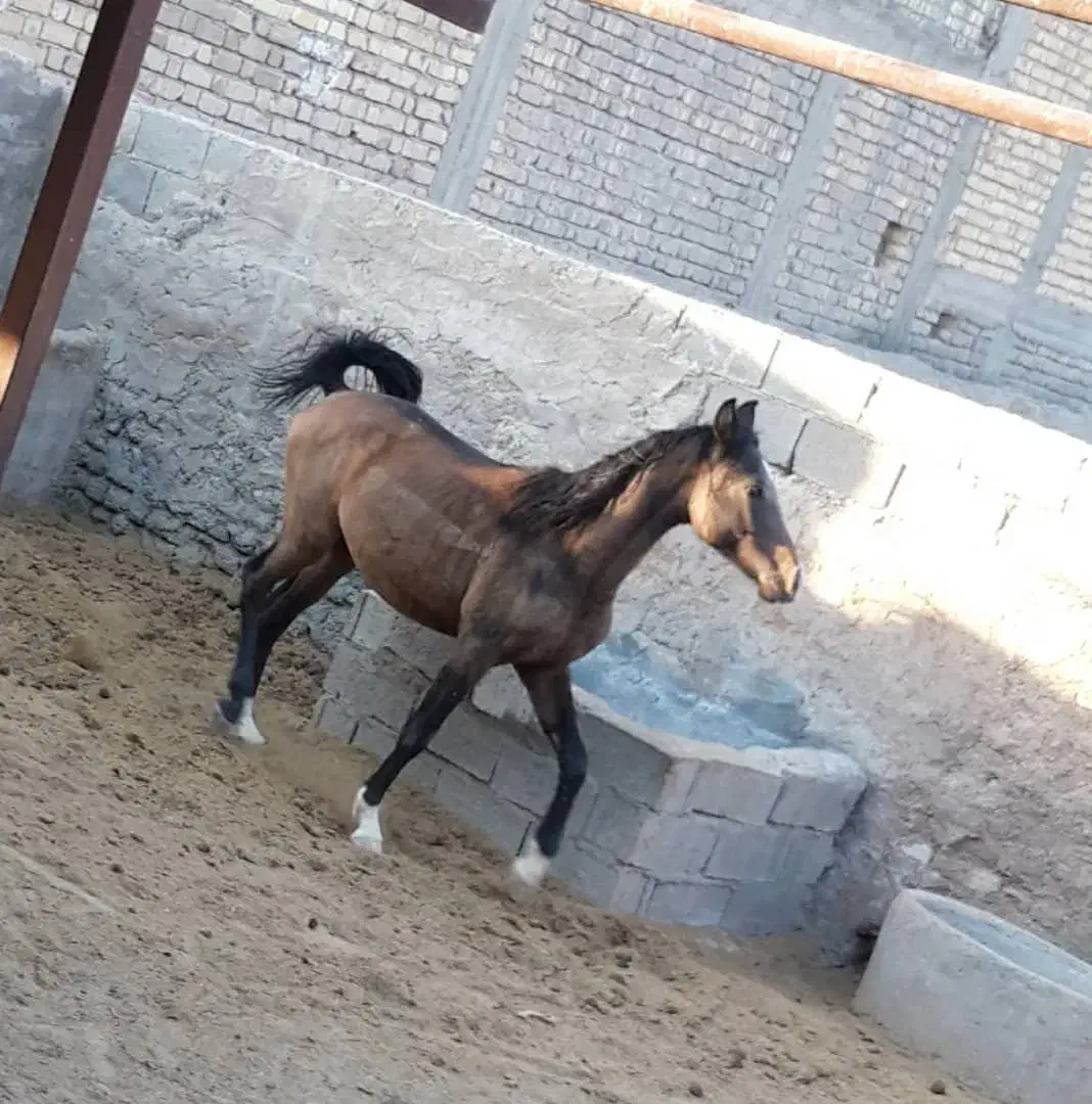 نریان دره شور خالص|حیوانات مزرعه|بیضا, |دیوار