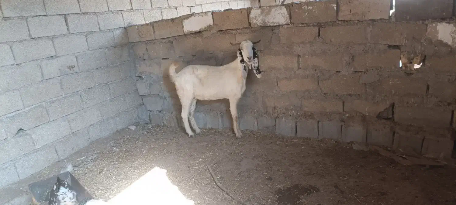 بز افغانی ابستن|حیوانات مزرعه|بندر امام خمینی, |دیوار