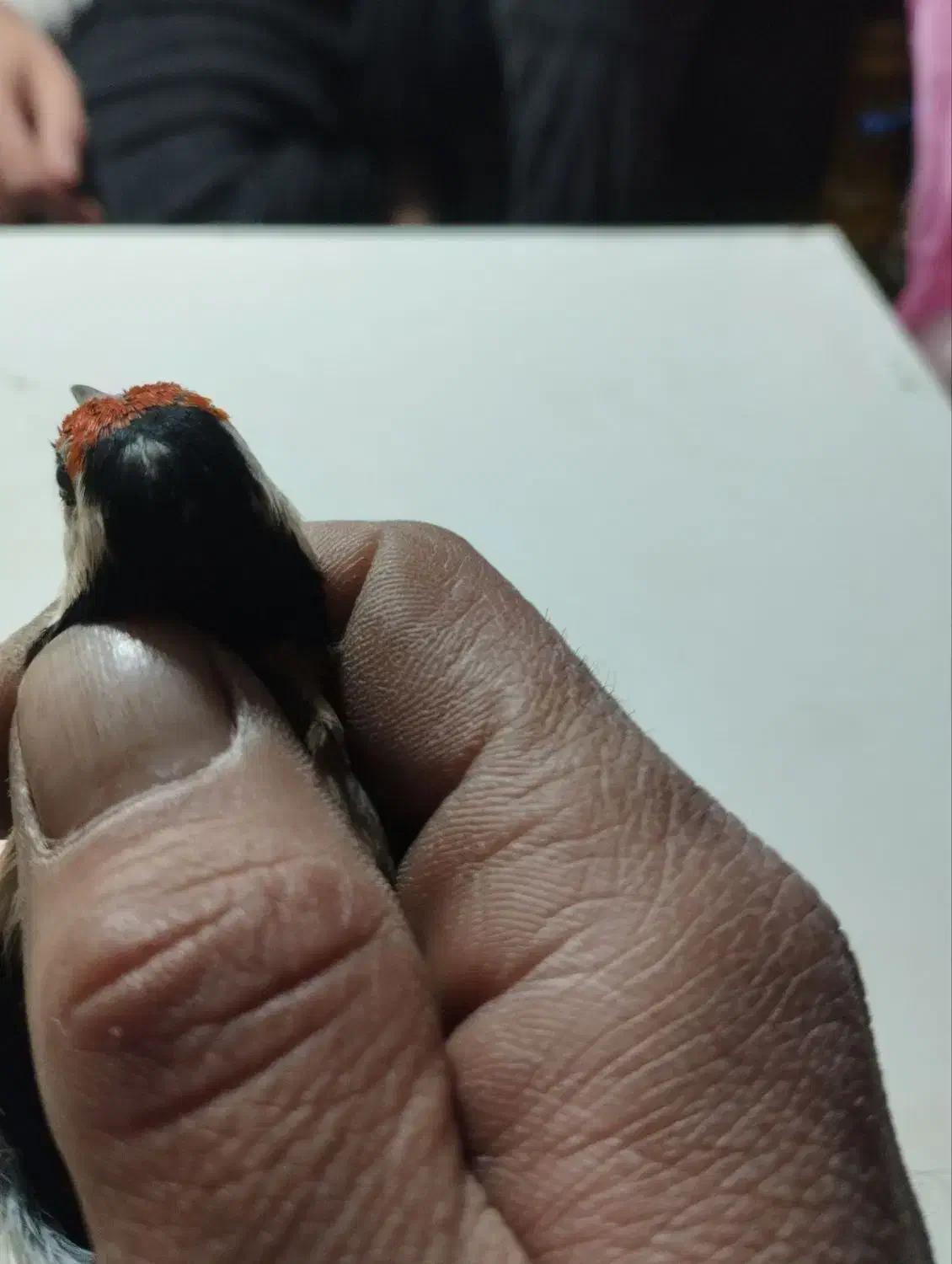 سهره های نر ونشاندار|پرنده|تبریز, |دیوار