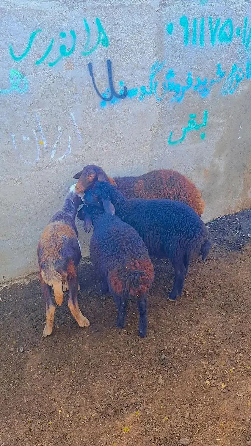 بره های قزل افشاری اصل مخصوص پرواری(گوسفند|حیوانات مزرعه|گنبد کاووس, |دیوار