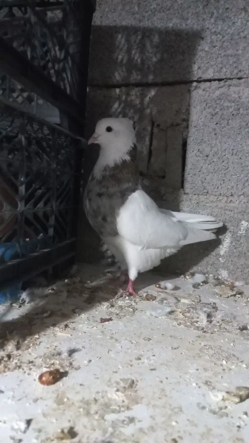 طوقی نر الماسی خال سیاه اجری همه چی تو عکس مشخص|پرنده|دره شهر, |دیوار