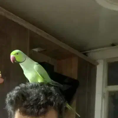 خریدو فروش پرندگان زینتی عروس.ملنگو گرینچیک برزیلی|پرنده|کرج, حصارک بالا|دیوار