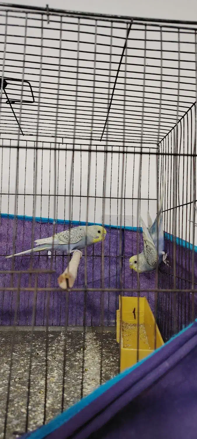 مرغ عشق جوان|پرنده|شادگان, |دیوار