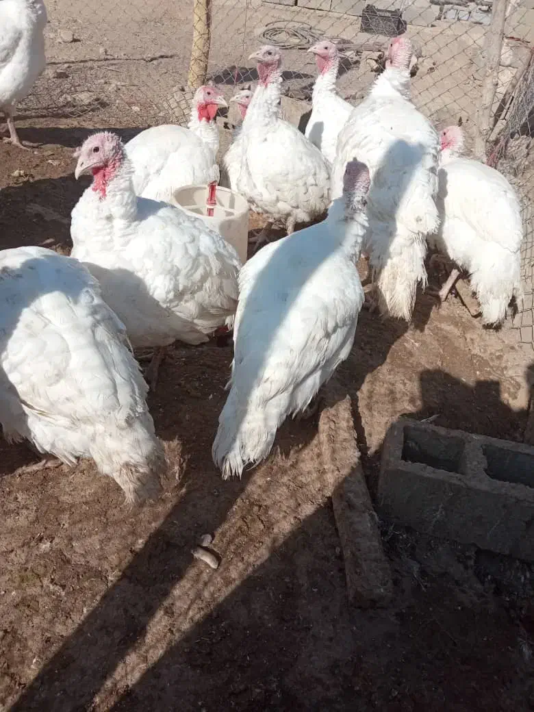 فروش بوقلمون بیوتی جوان وسنگین وزن ۸تا۱۱کیلو|حیوانات مزرعه|بوکان, |دیوار