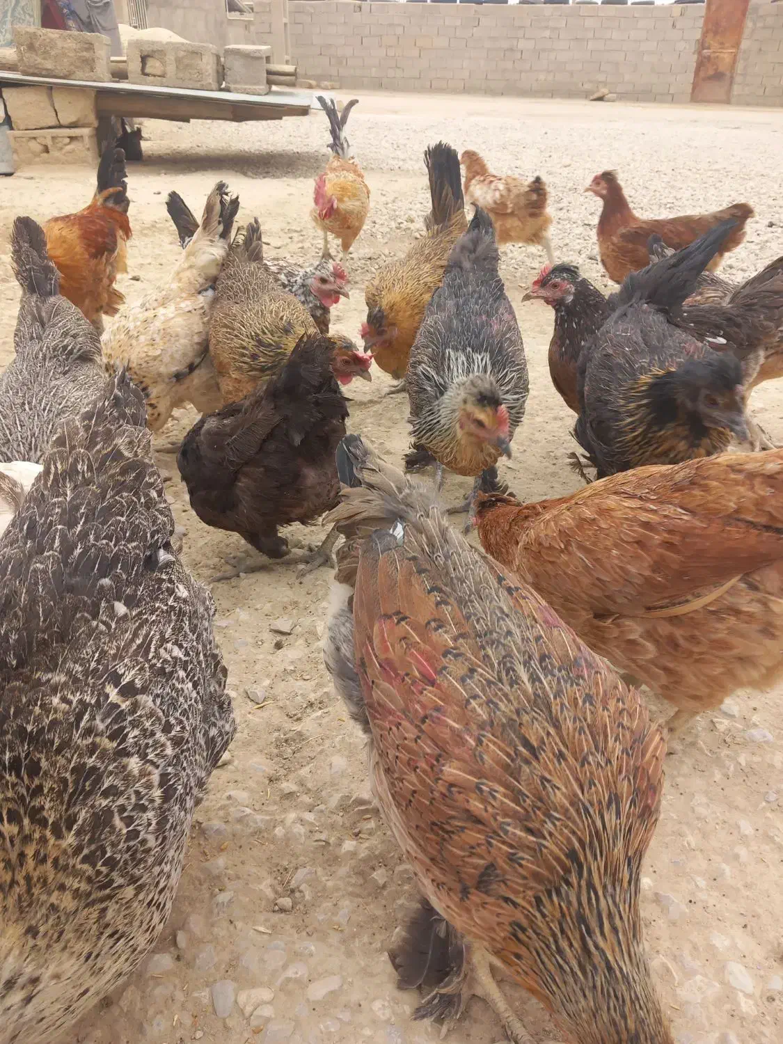 فروش مرغ|حیوانات مزرعه|دهدشت, |دیوار