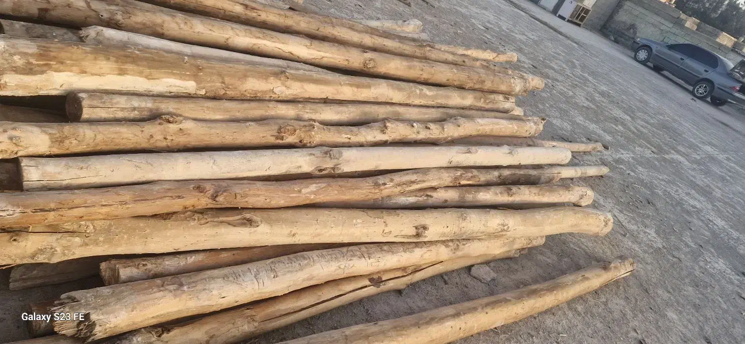 خرید درخت گردو چوب|خدمات باغبانی و درختکاری|یاسوج, |دیوار