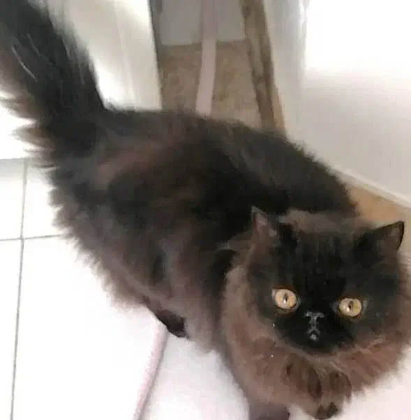 پرشین فلت مشکی|گربه|شیراز, قلات|دیوار