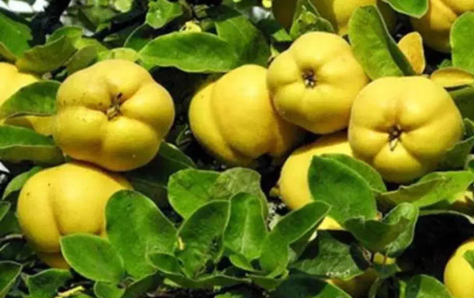 میوه به اعلاء|خوردنی و آشامیدنی|اصفهان, کوی امیریه|دیوار