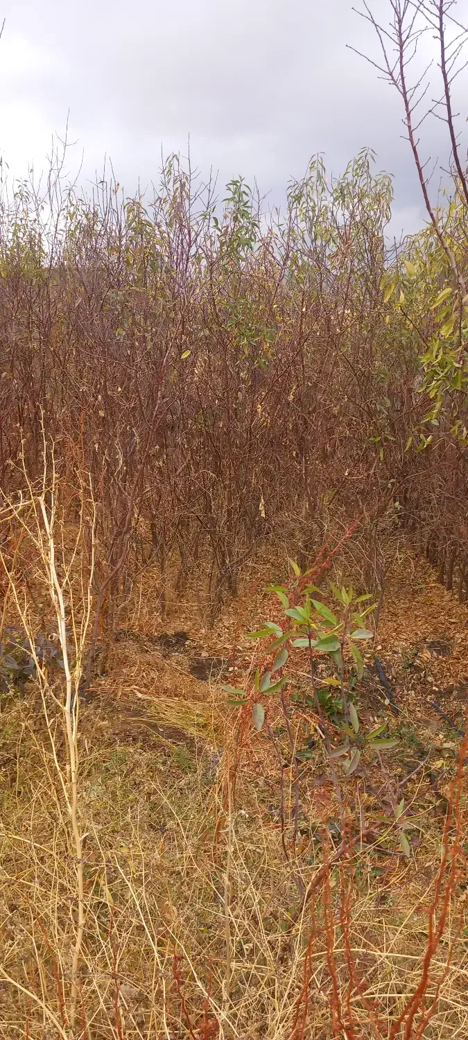 نهال بادام|خدمات باغبانی و درختکاری|شاهین دژ, |دیوار