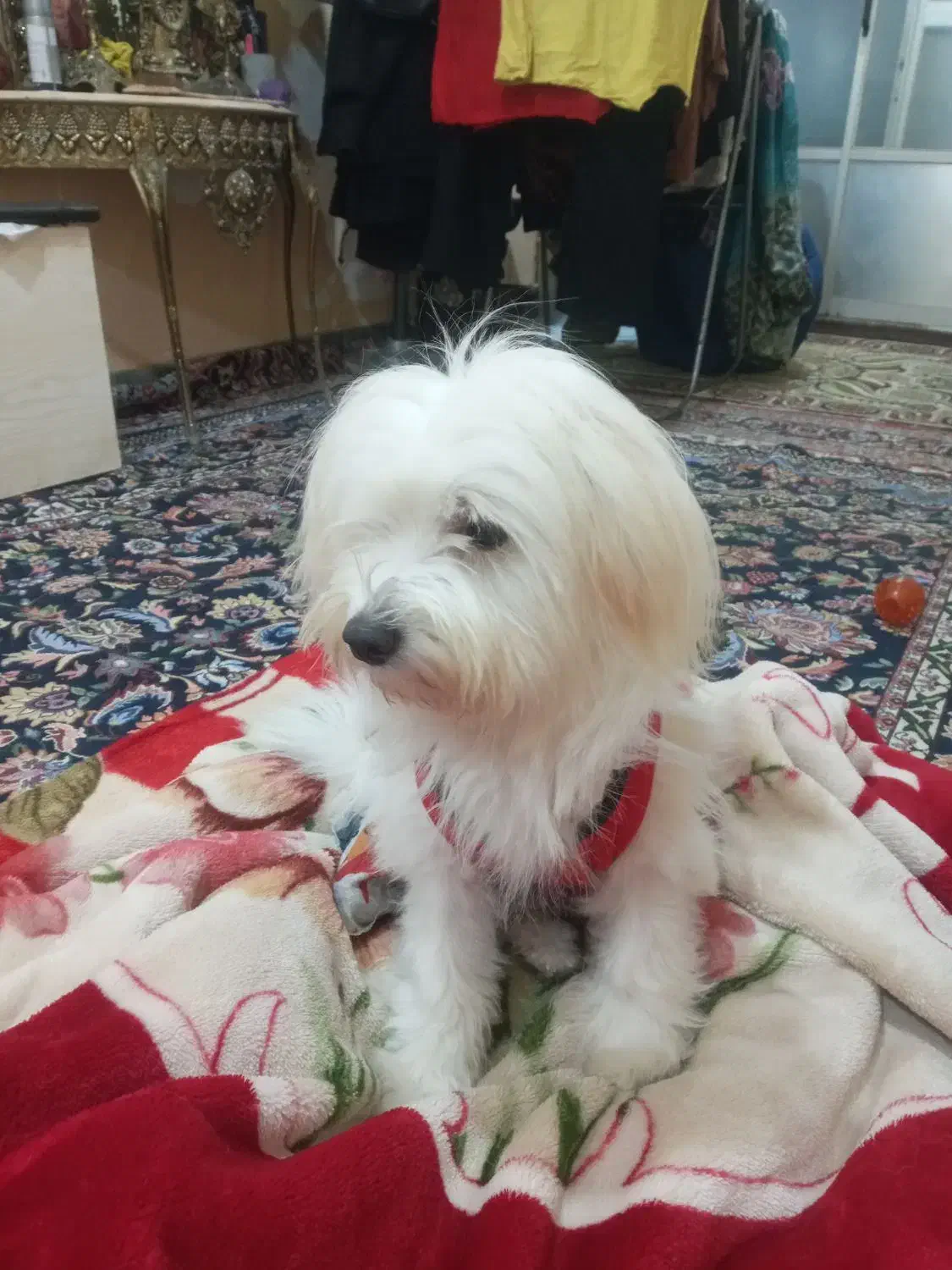 برا اصلاعات بیشتر تماس بگیرین|سگ|رشت, کوی قدس|دیوار