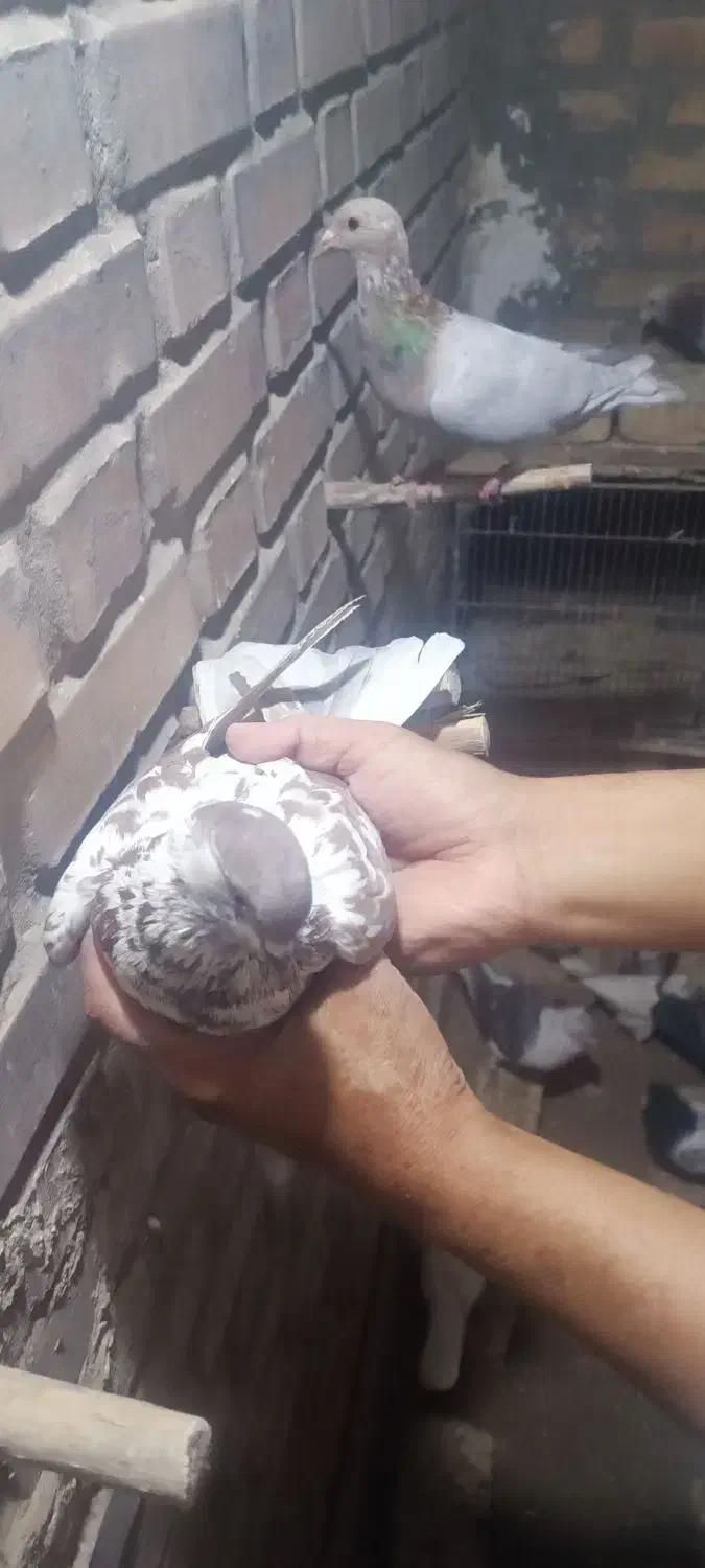 کبوتر|پرنده|فریمان, |دیوار