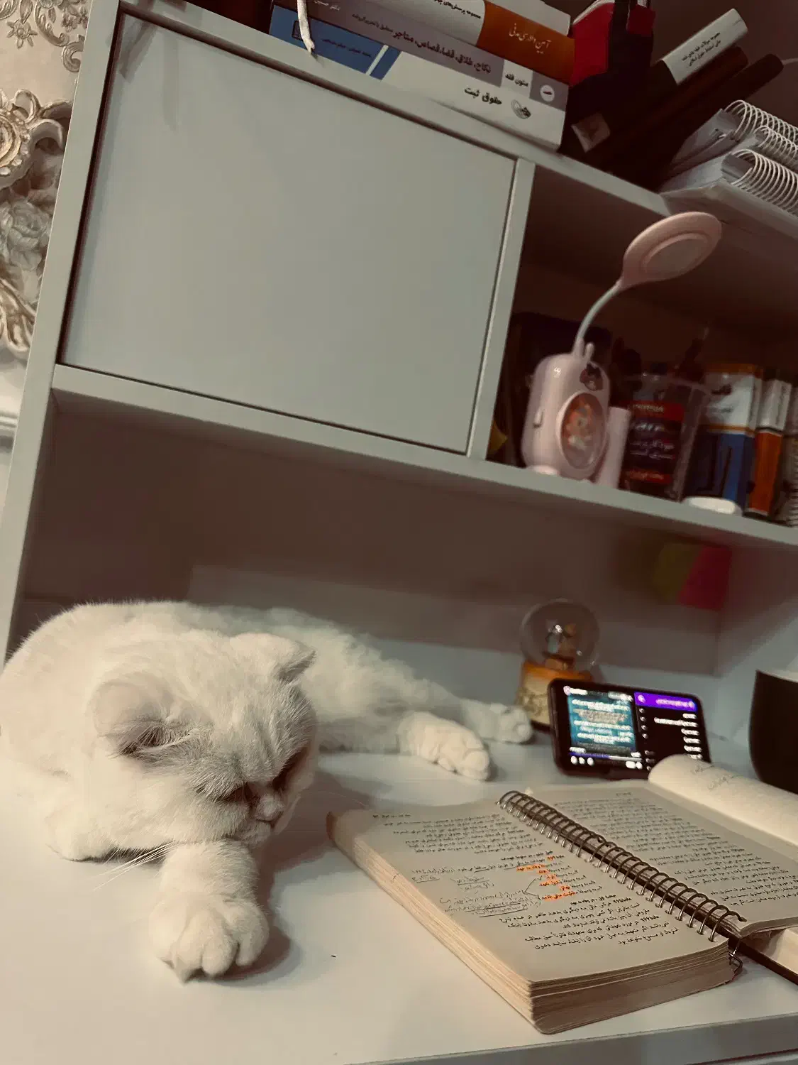 گربه برتیش اسکاتیش ماده|گربه|پرند, فاز ۴|دیوار