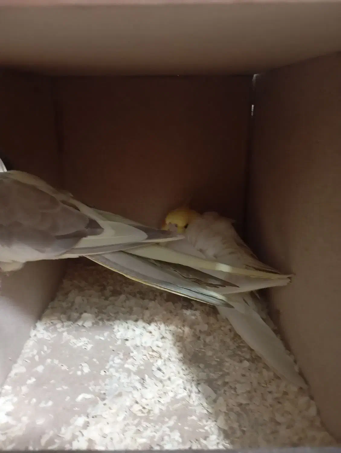 عروس هلندی سخنگو|پرنده|تهران, گلاب دره|دیوار