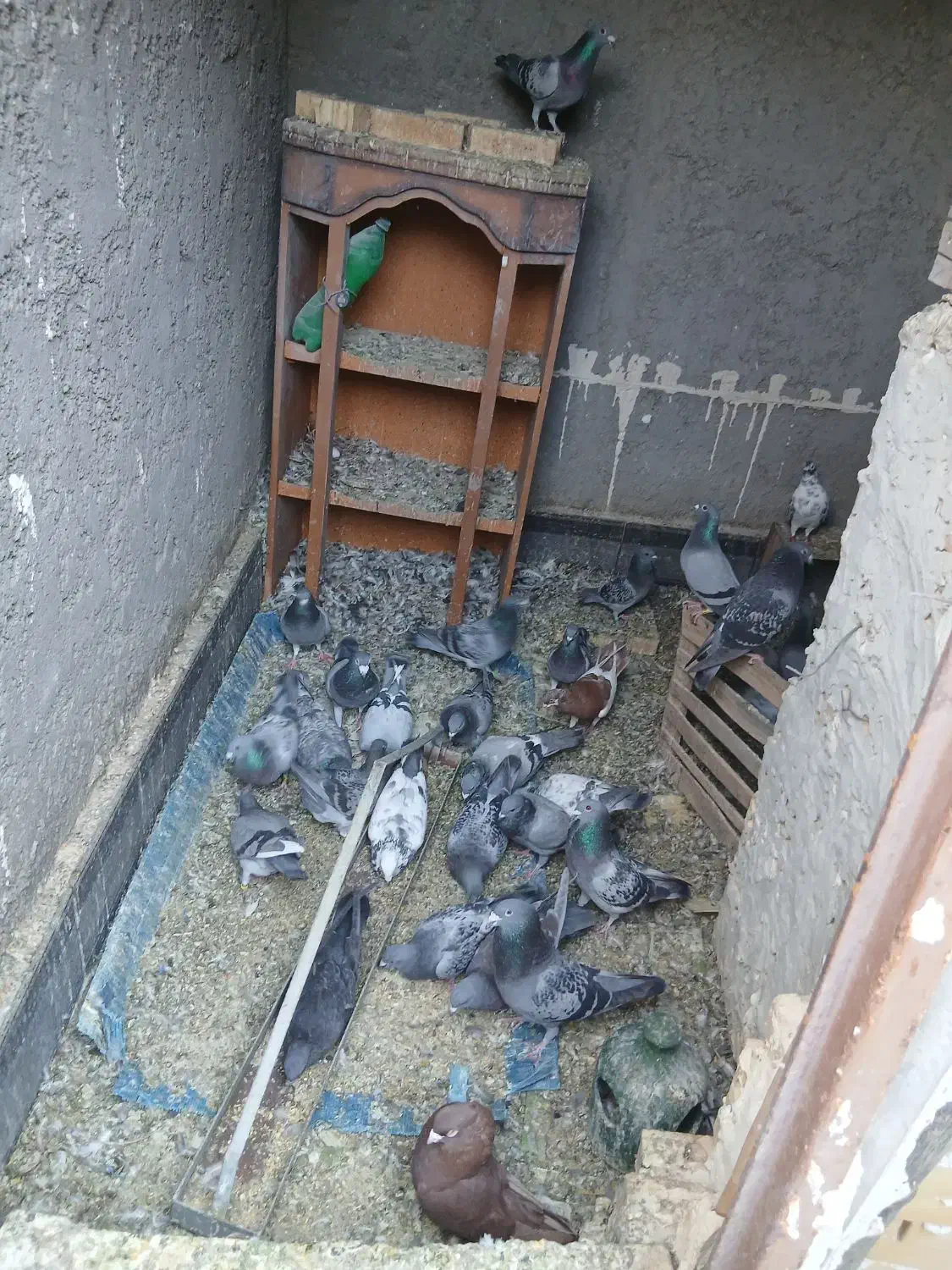 کبوتر پلاکی|پرنده|خرمشهر, |دیوار