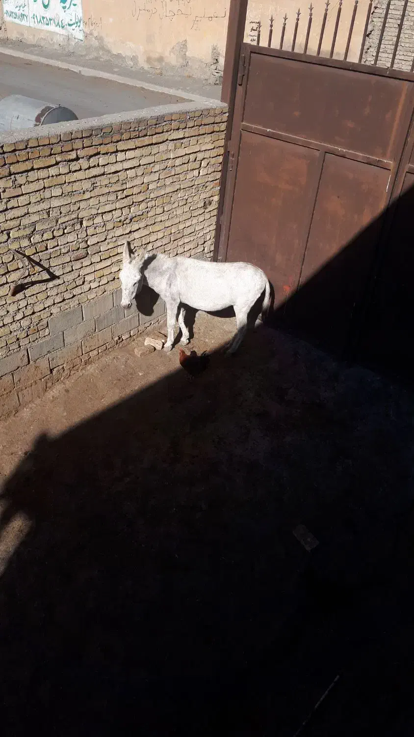 خر باربری|حیوانات مزرعه|زند, |دیوار