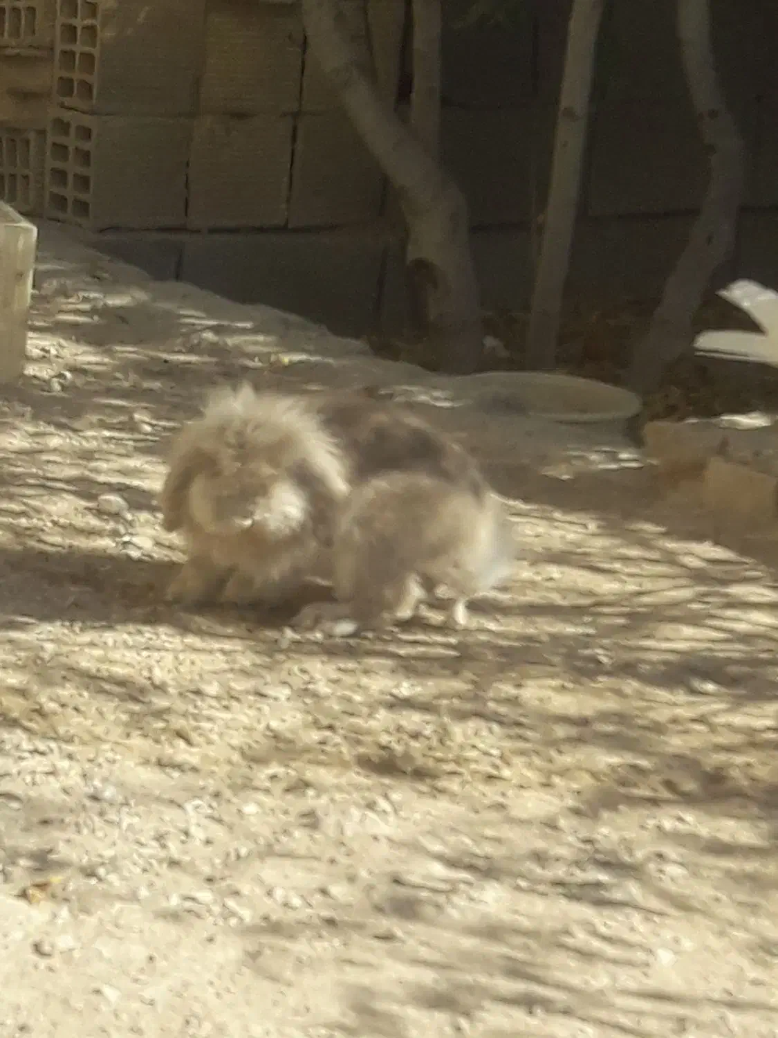 کبوتر و خرگوش|پرنده|زیباشهر, |دیوار