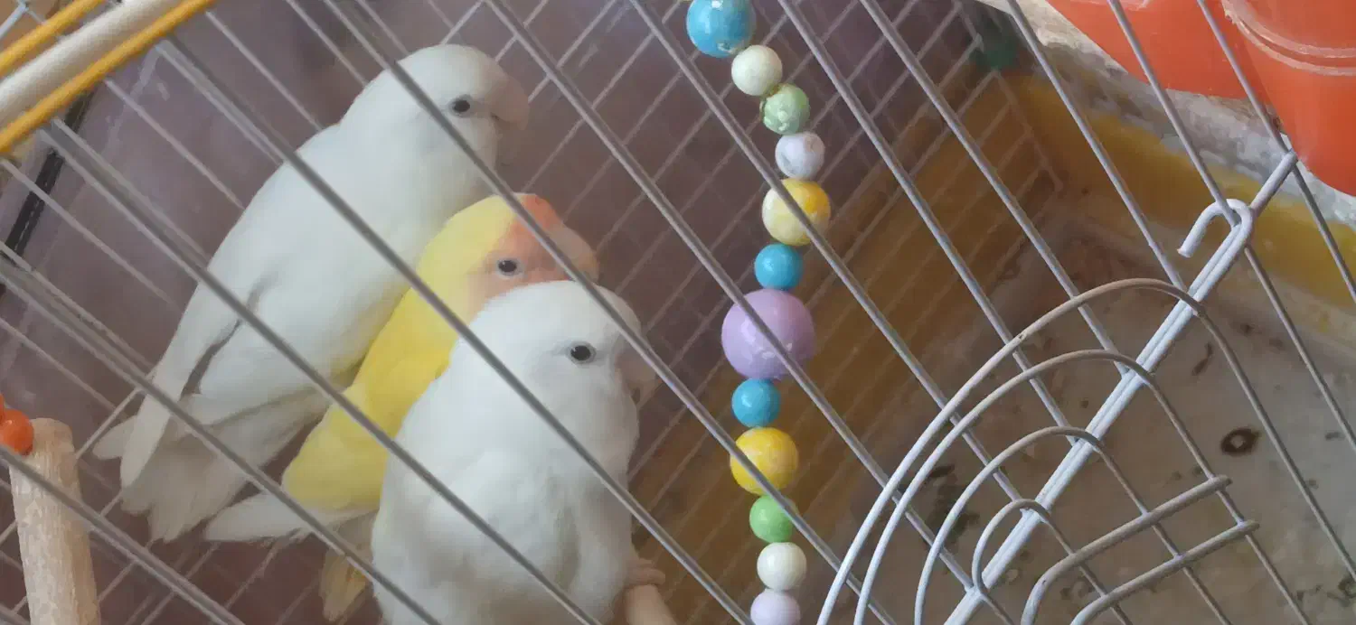 طوطی|پرنده|تهران, جنت‌آباد جنوبی|دیوار