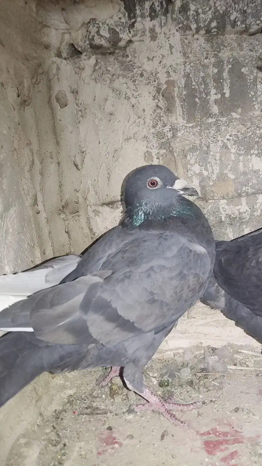 کبوتر|پرنده|بیرجند, |دیوار