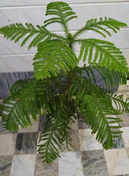 کاج مطبق|گل و گیاه طبیعی|قم, نیروگاه|دیوار