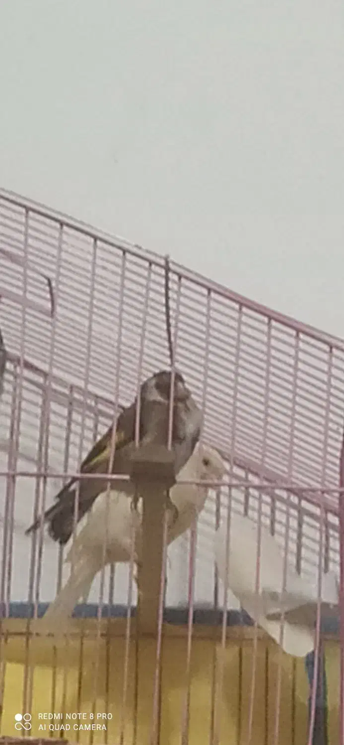 سهره|پرنده|رشت, پیرکلاچای|دیوار