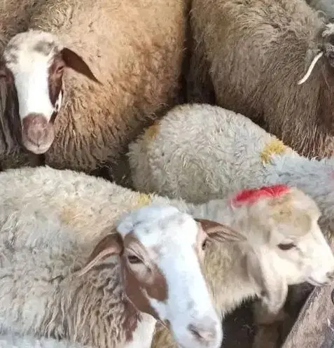 تالشی افشاری رشته زنده کوههای اردبیل زاگرس|حیوانات مزرعه|تهران, گلستان (شهرک راه آهن)|دیوار