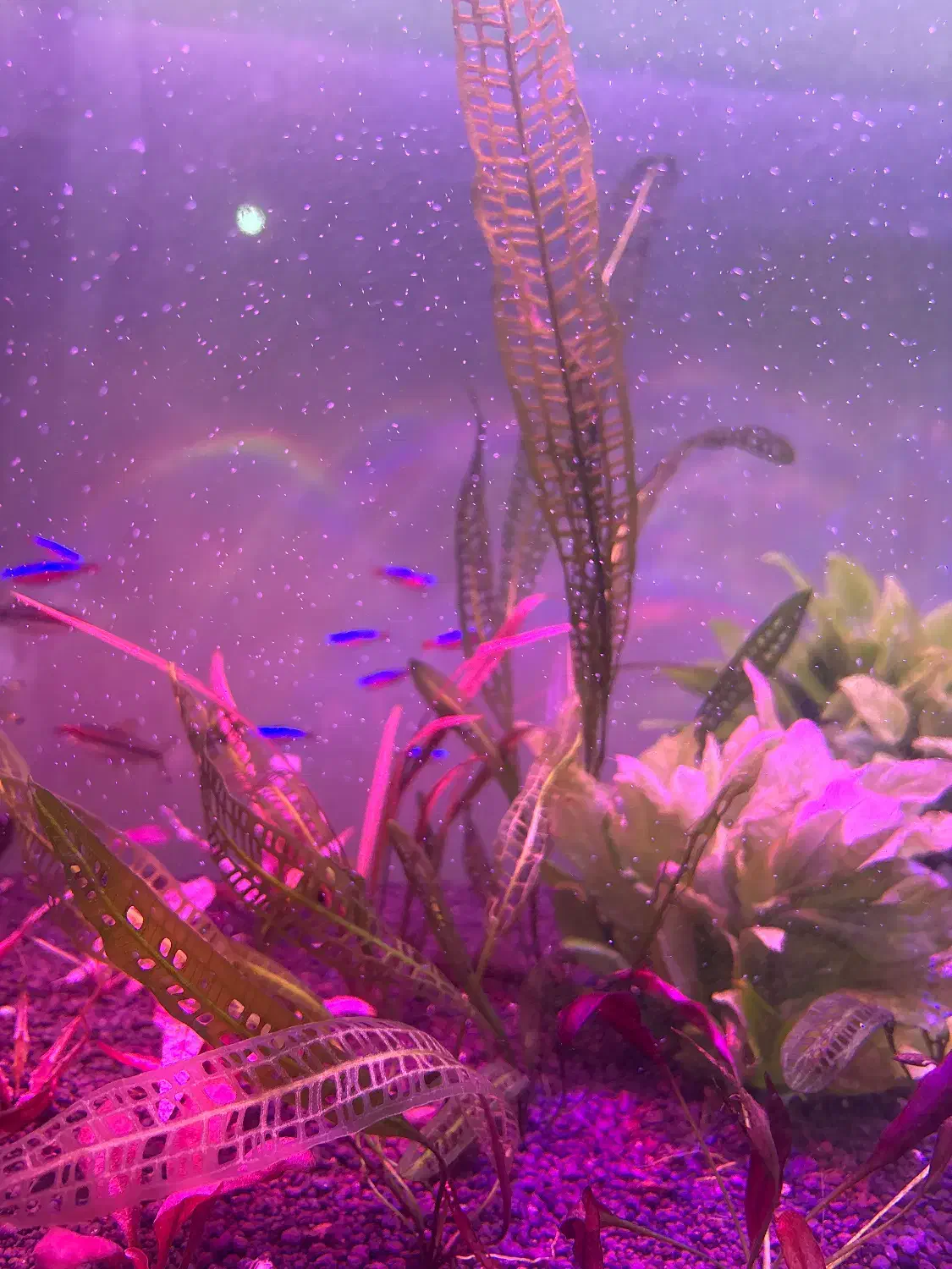 گیاه پلنت|ماهی|تهران, منیریه|دیوار