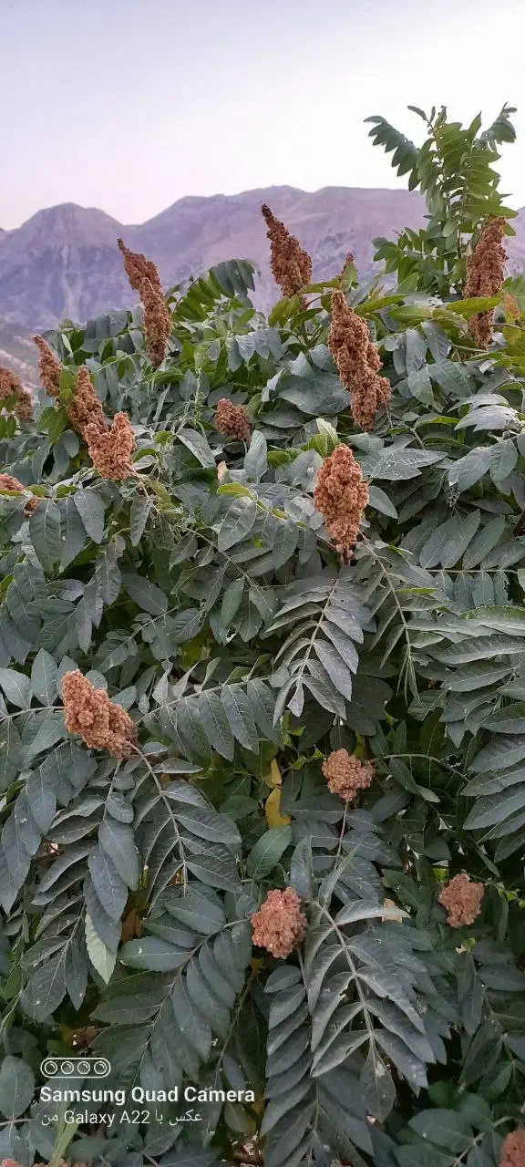 فروش بهترین و پربارترین نهال سماق سردشت|خدمات باغبانی و درختکاری|سردشت, |دیوار