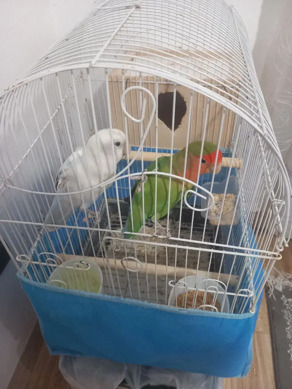 یه جفت نروماده کوتوله برزیلی|پرنده|رشت, گلسار|دیوار